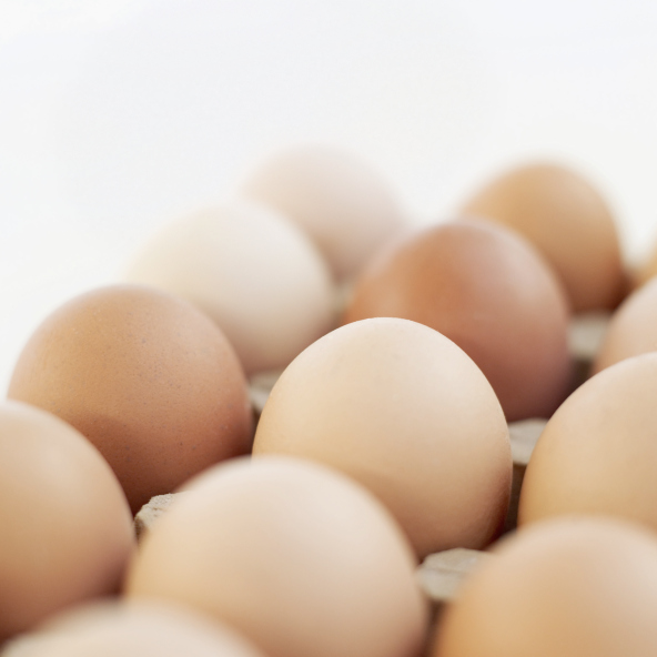 Close-up of farm eggs